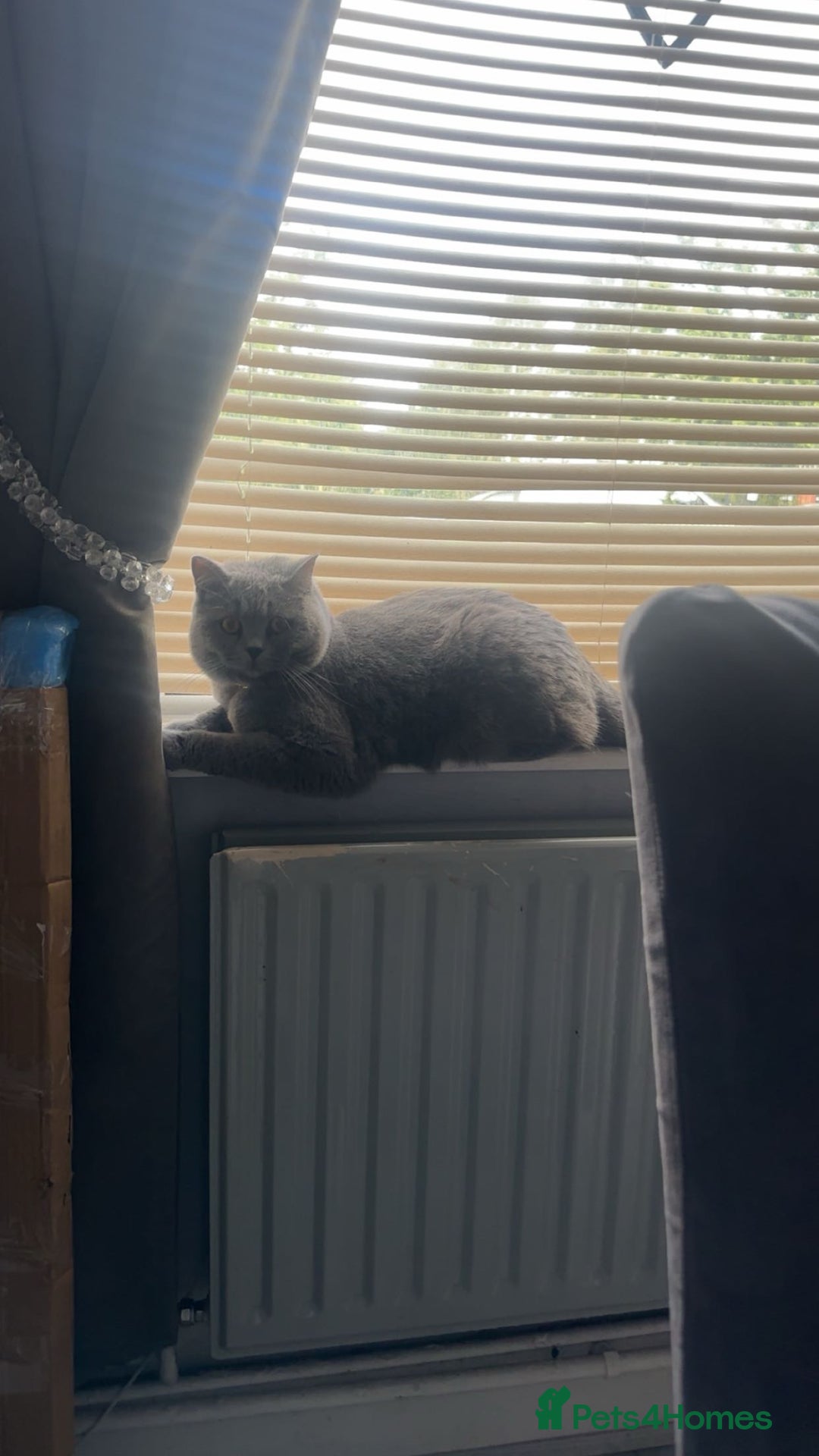 British Shorthair cats for sale: Blue British shorthair male - Image 2