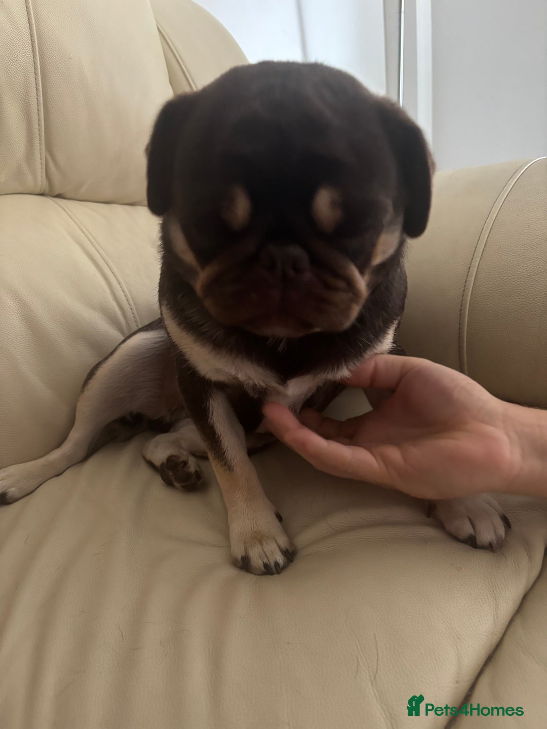 Pug dogs for sale: Chocolate pug for sale - Image 5