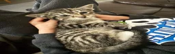 Mixed Breed cats for sale: Kittens in Fakenham - Advert 1