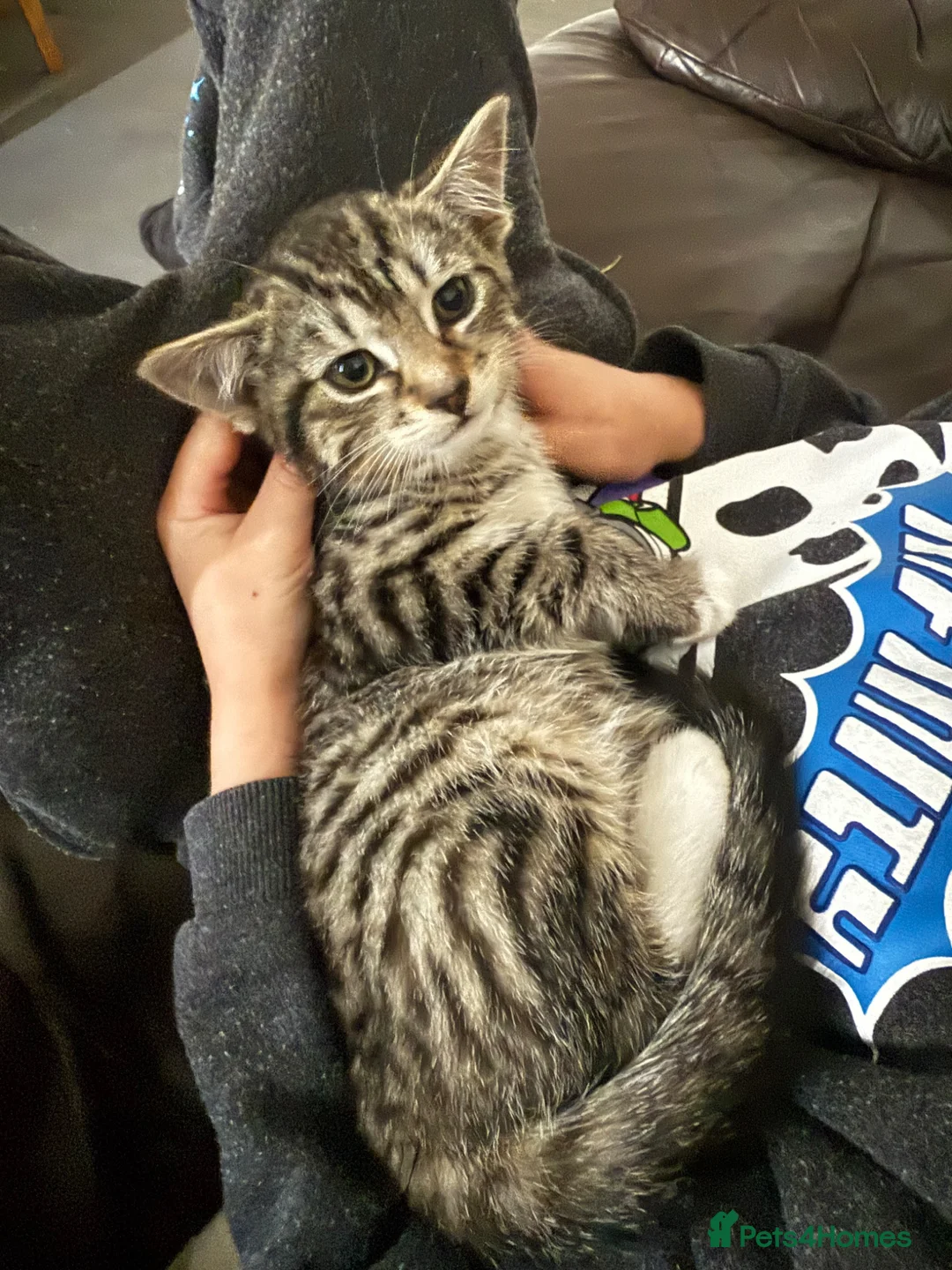 Mixed Breed cats for sale: Kittens in Fakenham - Advert 1