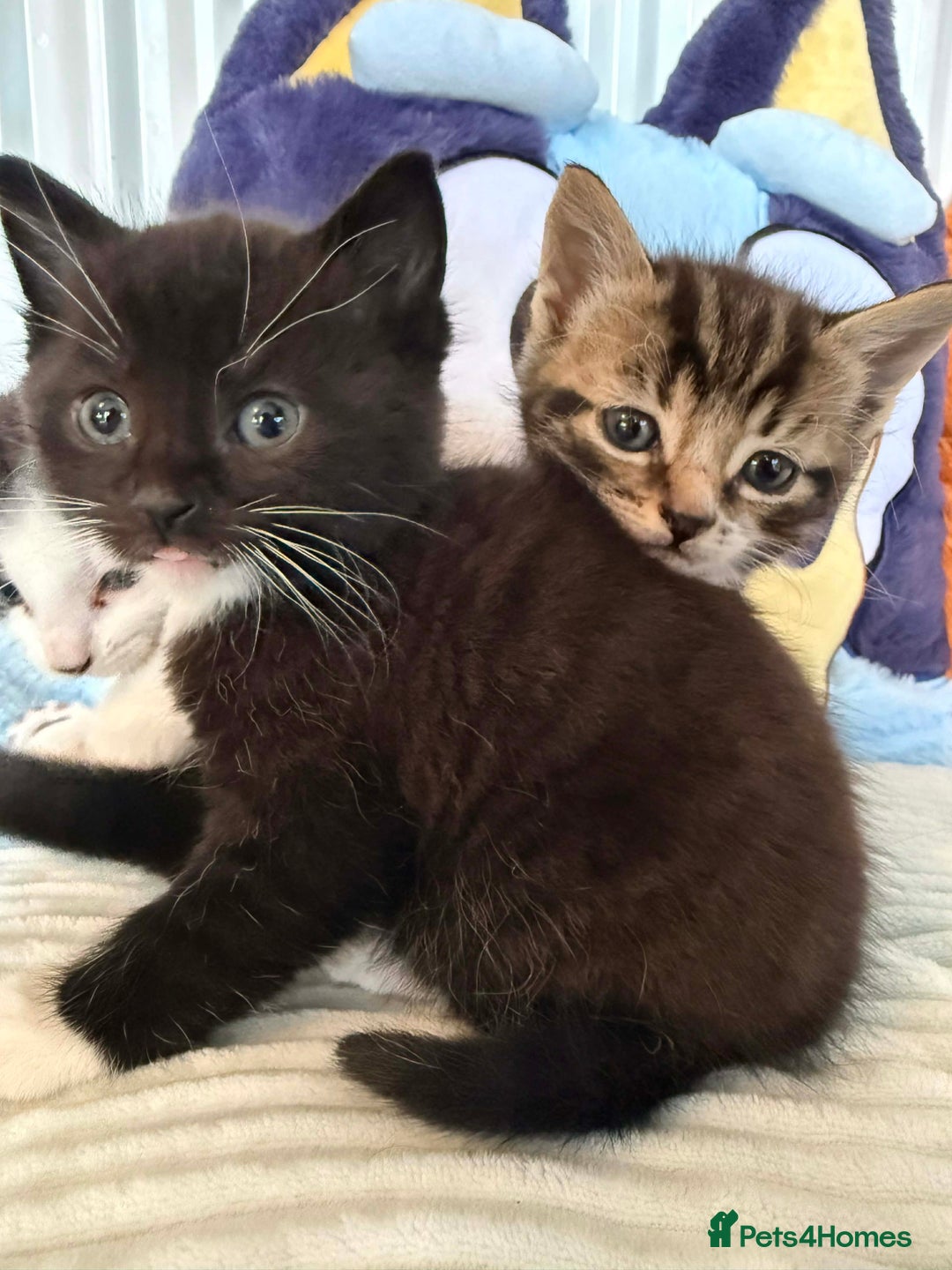 Mixed Breed cats for sale: Kittens - Advert 3