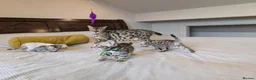 Bengal cats for sale: 🤍🤎🖤 GORGEOUS BENGAL KITTENS 🖤🤎🤍 - Advert 14