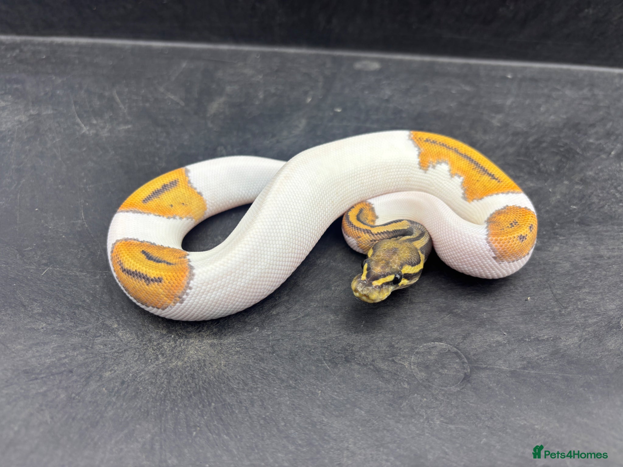 Python Snake reptiles Ball pythons for sale  - Advert 1