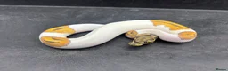Python Snake reptiles for sale: Ball pythons for sale  - Advert 1