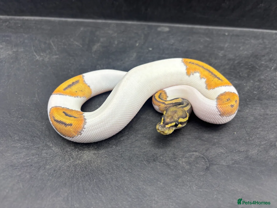 Python Snake reptiles for sale: Ball pythons for sale  - Advert 1