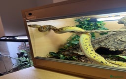 Python Snake reptiles for sale: Albino Lesser Male Ball Python  - Image 5