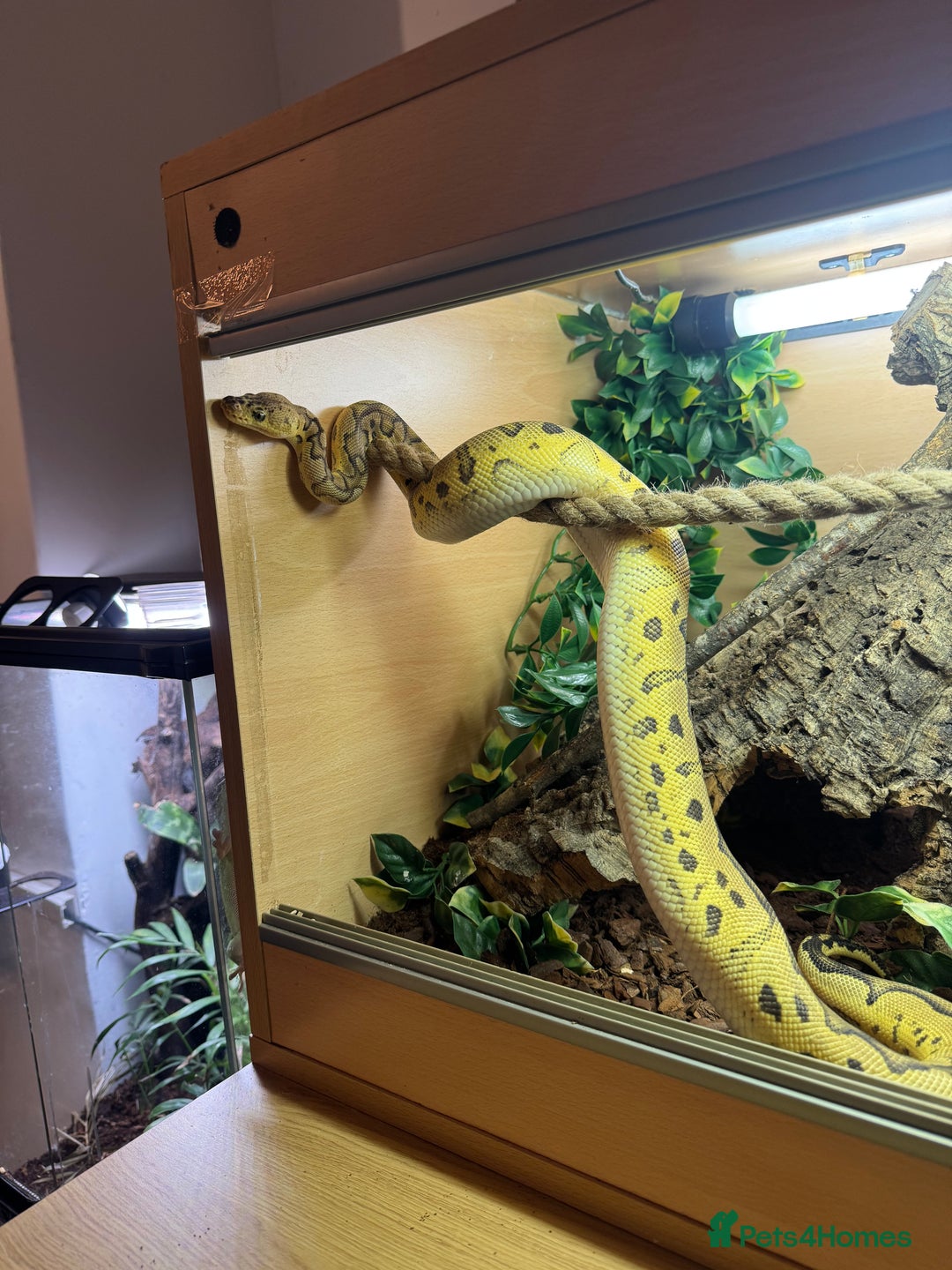 Python Snake reptiles for sale: Albino Lesser Male Ball Python  - Image 5