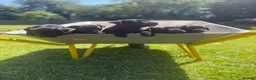 Patterdale Terrier dogs for sale: Ready now Stunning nutal patterdale terriers  - Advert 22