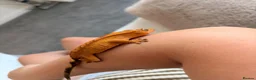 Gecko reptiles for sale: Crested gecko - orange female 🦎🍑 - Advert 19