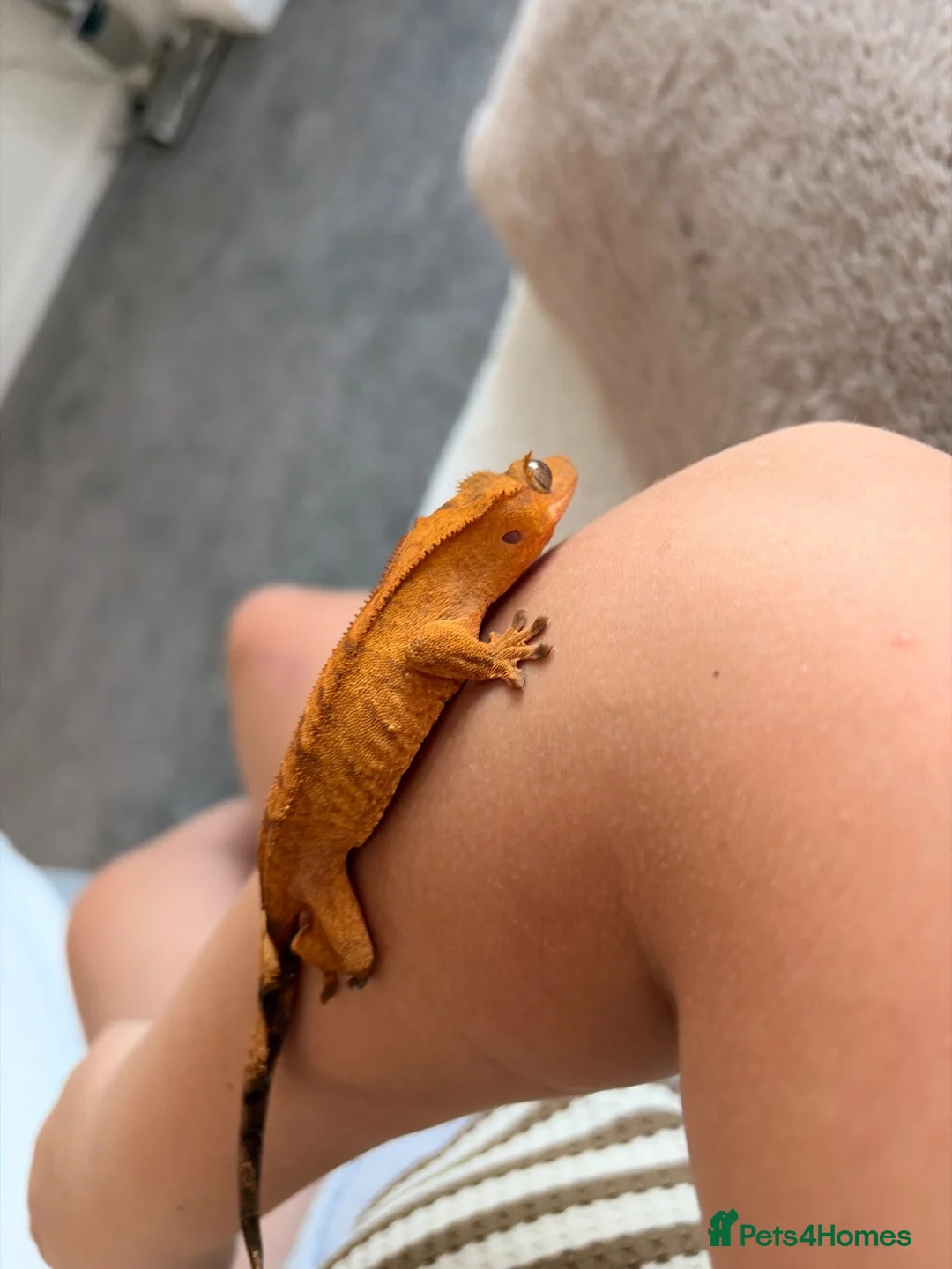 Gecko reptiles for sale: Crested gecko - orange female 🦎🍑 - Advert 19