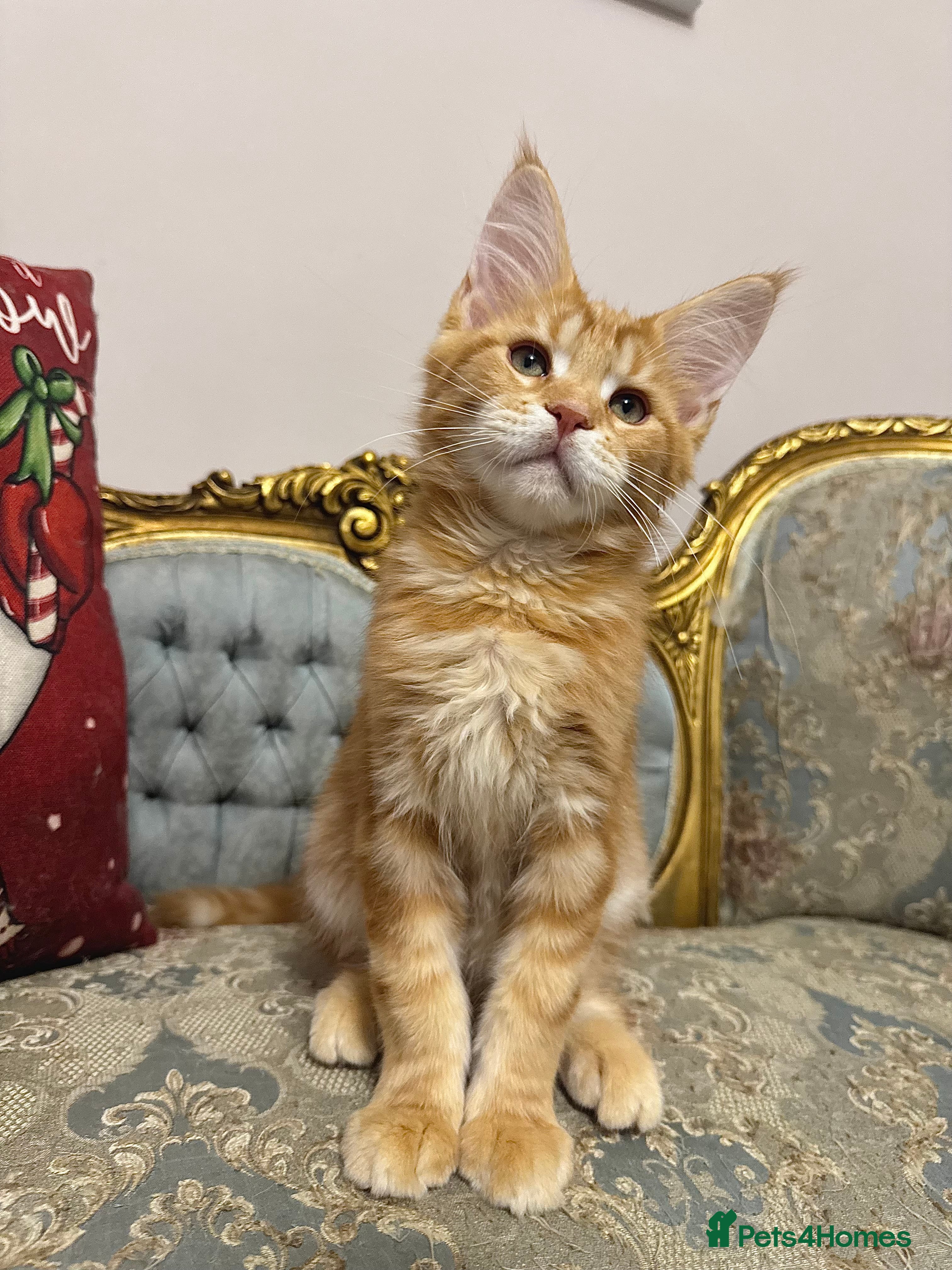 Maine Coon cats Maine Coon Kittens 🏆 20+ gen 🧬 pedigree 🎄🎄🎄 - Advert 2