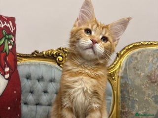 Maine Coon cats Maine Coon Kittens 🏆 20+ gen 🧬 pedigree 🎄🎄🎄 - Advert 2