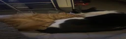 British Longhair cats for sale: Long haired ginger female cat in Buntingford - Advert 4
