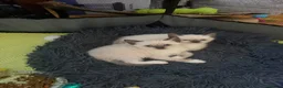 Siamese cats for sale: Siamese crosed with Ragdol - Advert 15