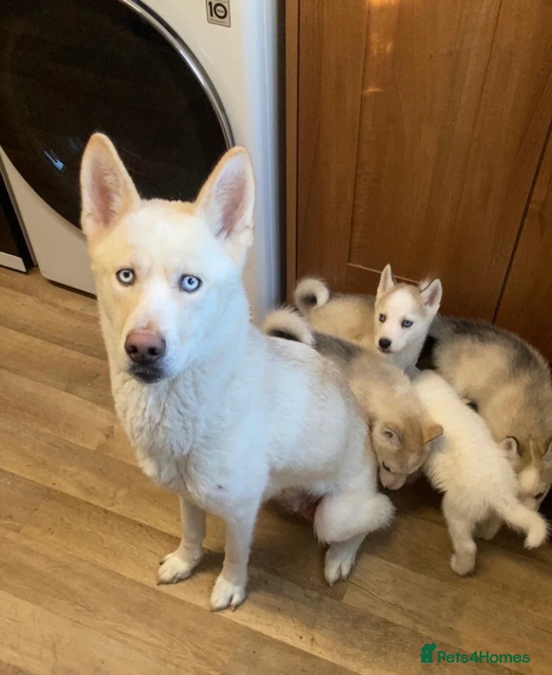 Siberian Husky dogs for sale: Male Husky Puppies - Advert 1