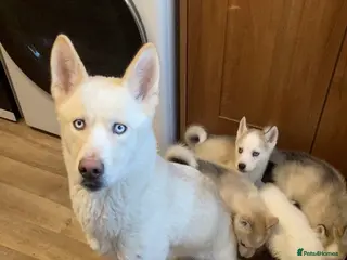 Siberian Husky dogs Male Husky Puppies - Advert 1