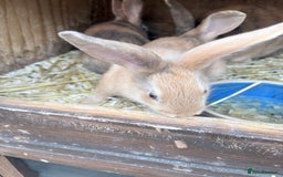 Harlequin rabbits for sale: Harlequin  - Image 2