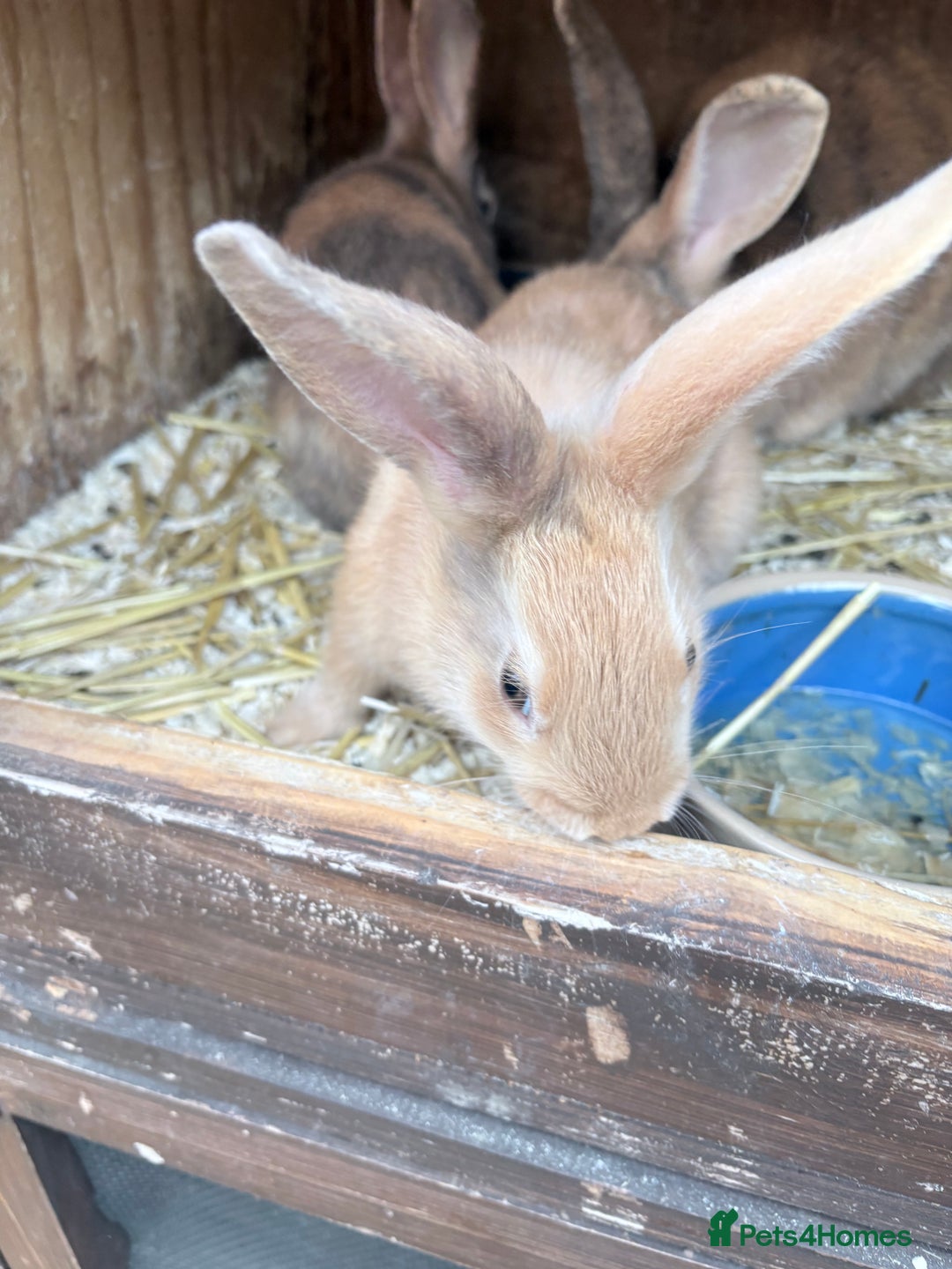 Harlequin rabbits for sale: Harlequin  - Image 2