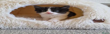 Ragdoll 1