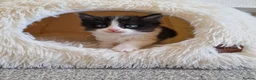 Ragdoll cats for sale: Beautiful fluffy kitten ready to leave - Advert 5