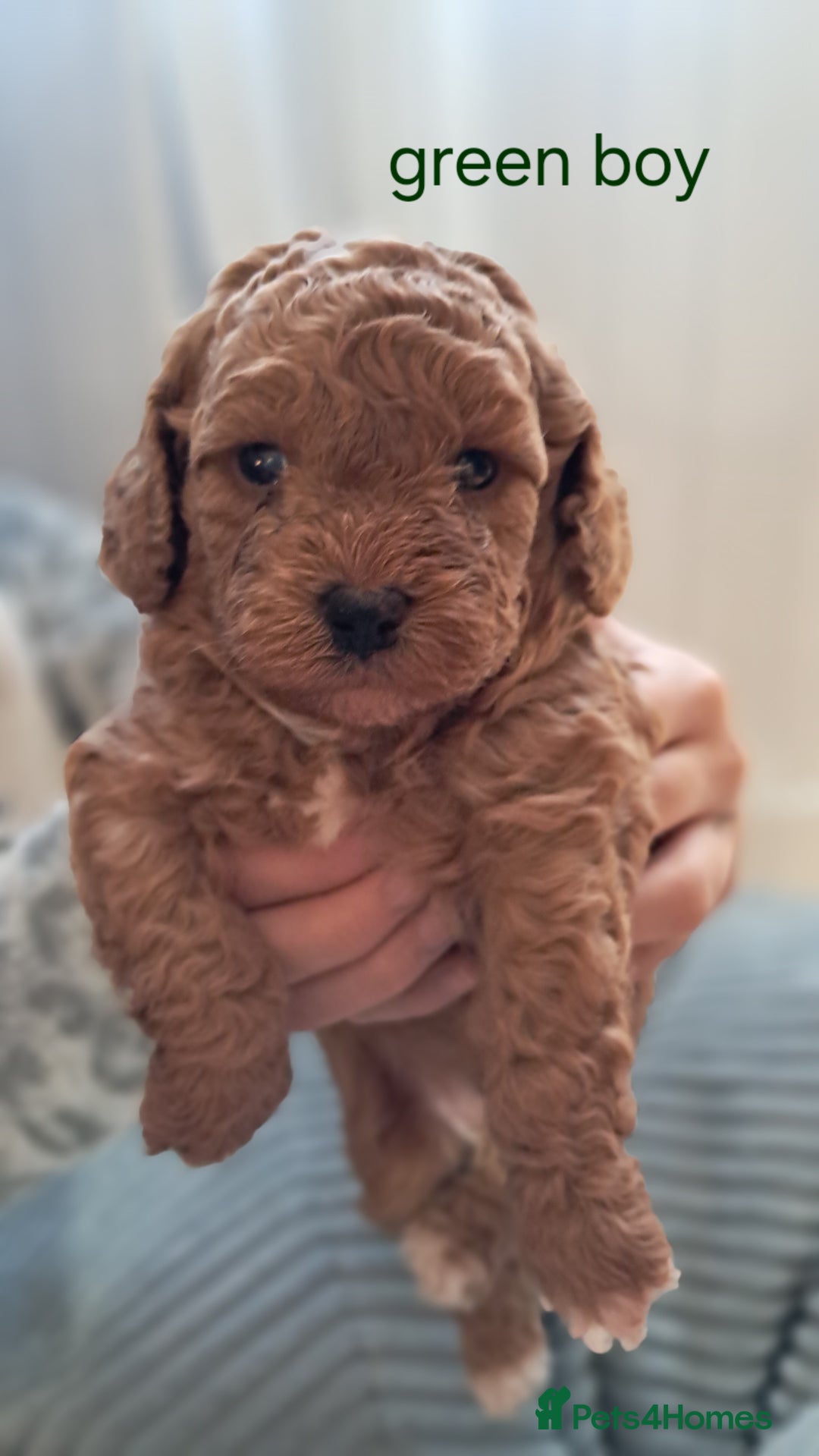 Cavapoo dogs for sale: Adorable Cavapoo Puppies -Ready 23rd -December! - Advert 14