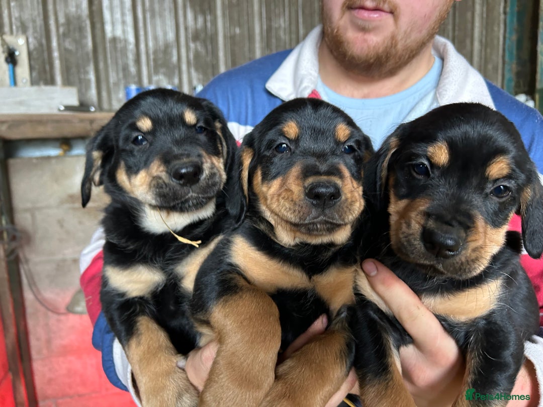 Mixed Breed dogs for sale: Beautiful Retriever X Huntaway puppies for sale - Image 2