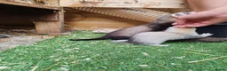 Ferret rodents for sale: Ferrets for sale in Birkenhead - Advert 7
