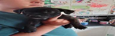 Staffordshire Bull Terrier 2