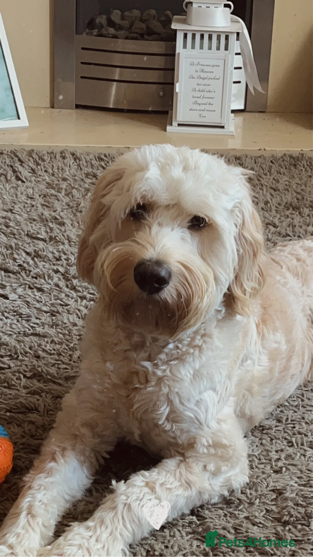 Cockapoo dogs for sale: ** REHOME ** 3 YEAR OLD COCKAPOO - Advert 5