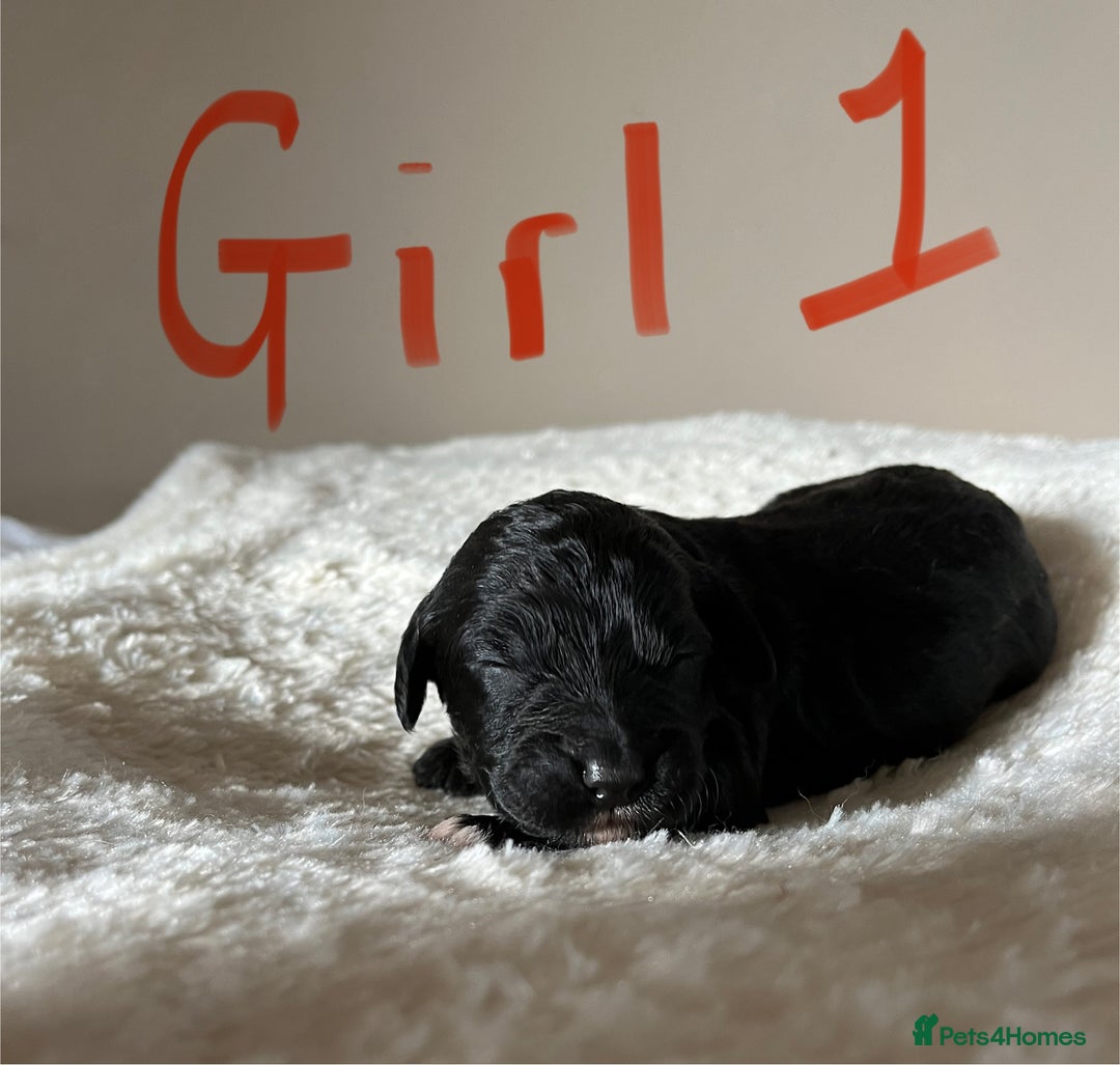 Cockapoo dogs for sale: Time to celebrate 🤩 - Image 4