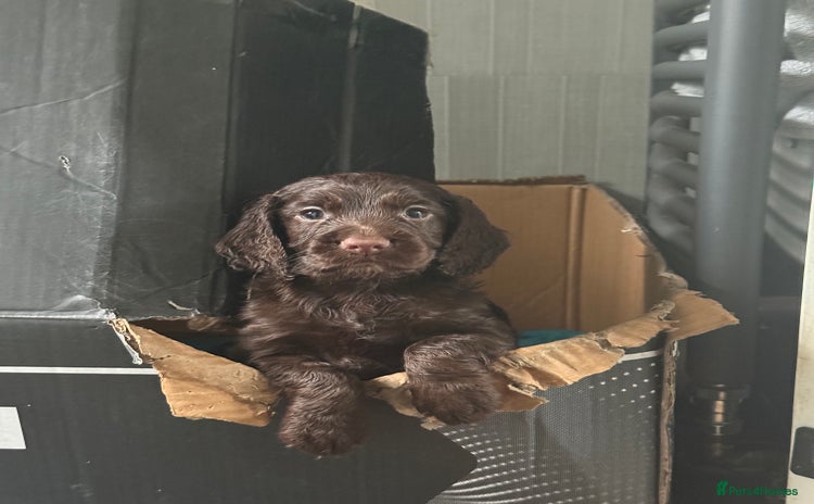 Cocker Spaniel dogs - Advert 10