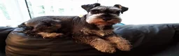 Miniature Schnauzer dogs for sale: Beautiful miniature schnauzer health tested  - Advert 10