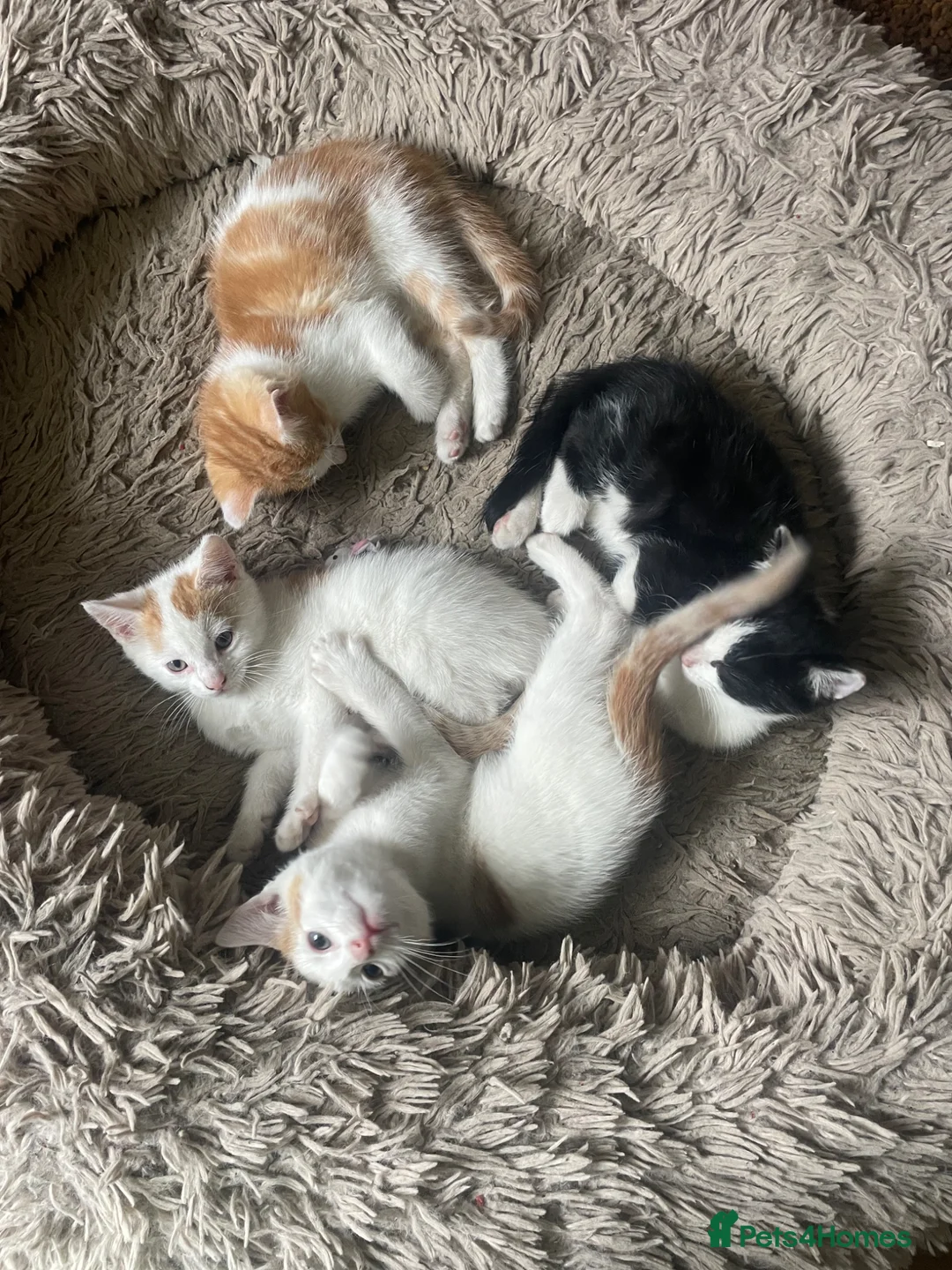British Shorthair cats for sale: Kittens Ready now in Polegate - Advert 3