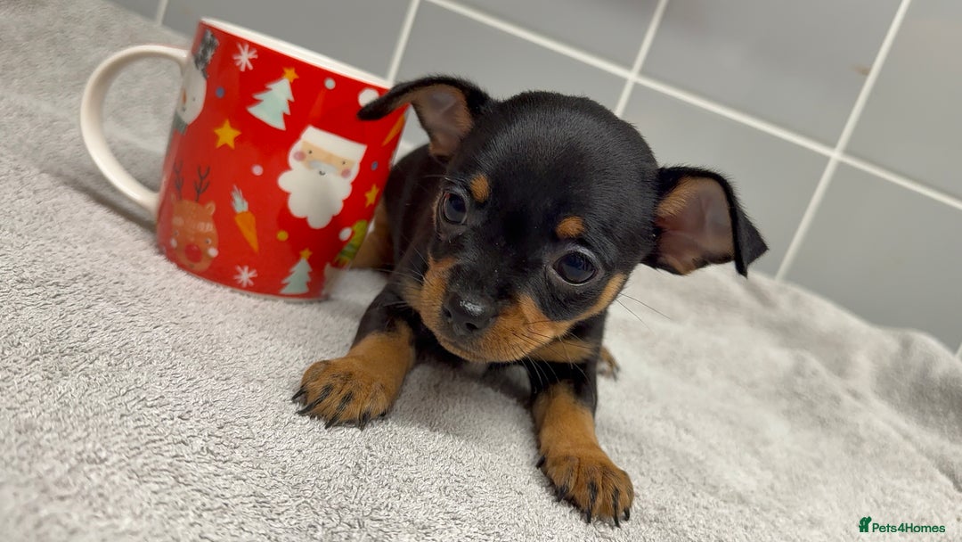 Chihuahua dogs for sale: Beautiful Female Chihuahua Puppies  - Image 7