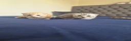 Scottish Fold cats for sale: Adorable scottish fold kittens  - Advert 8