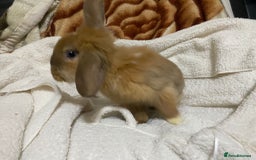 Mixed Breed rabbits for sale: Beautiful Bunnies Ready For New Homes - Advert 21