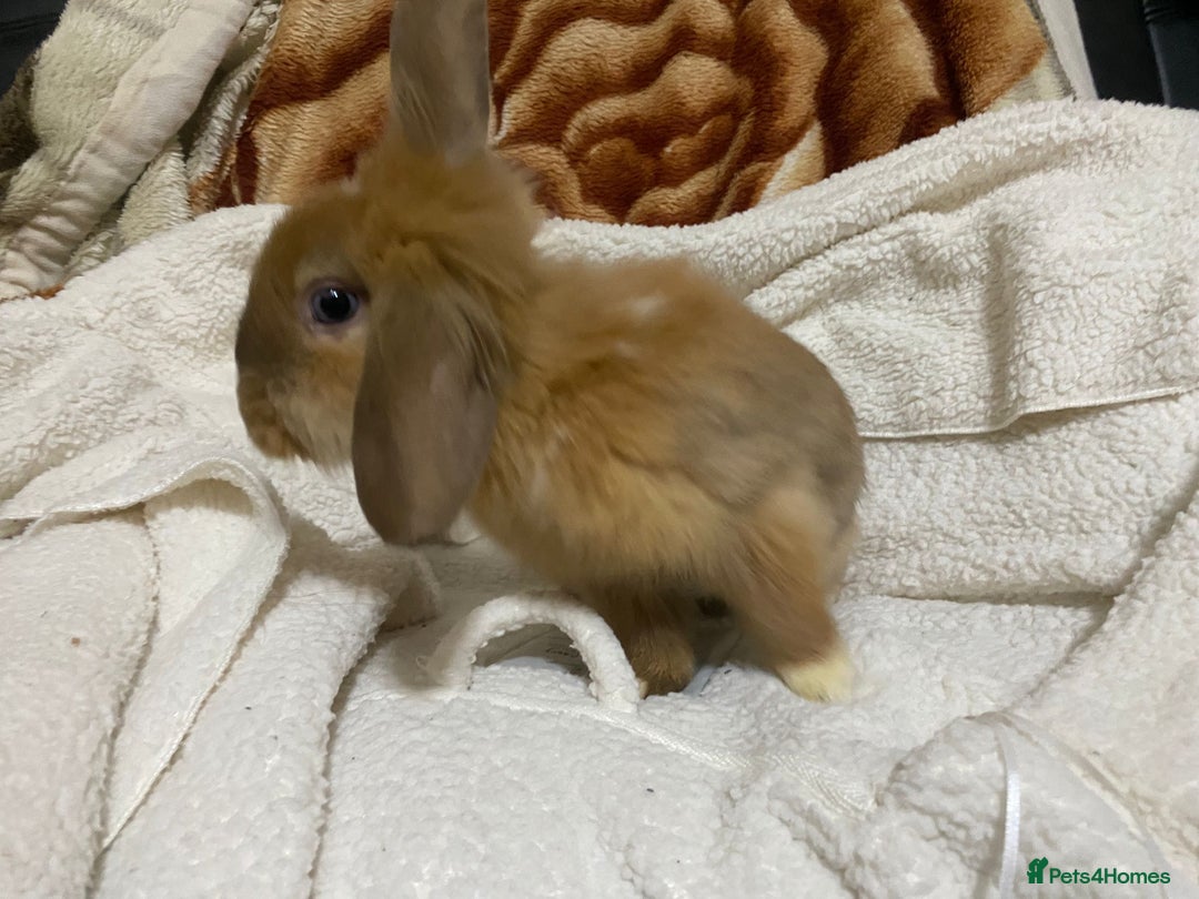 Mixed Breed rabbits for sale: Beautiful Bunnies Ready For New Homes - Advert 21