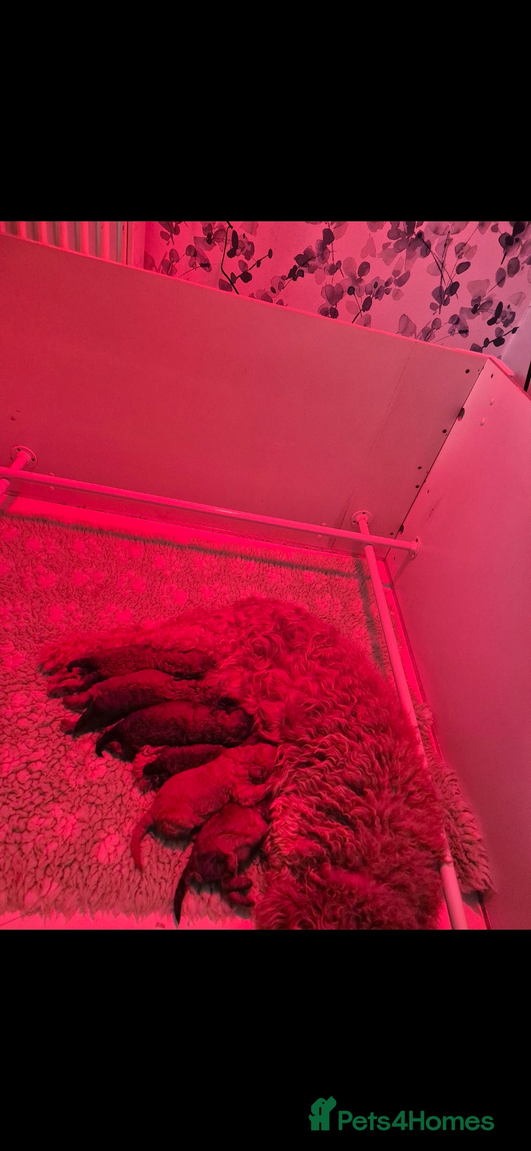 Cockapoo dogs F1B COCKAPOO PUPPIES  - Advert 1