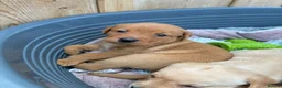 Labrador Retriever dogs for sale: KC Labrador Puppies Available  - Advert 6