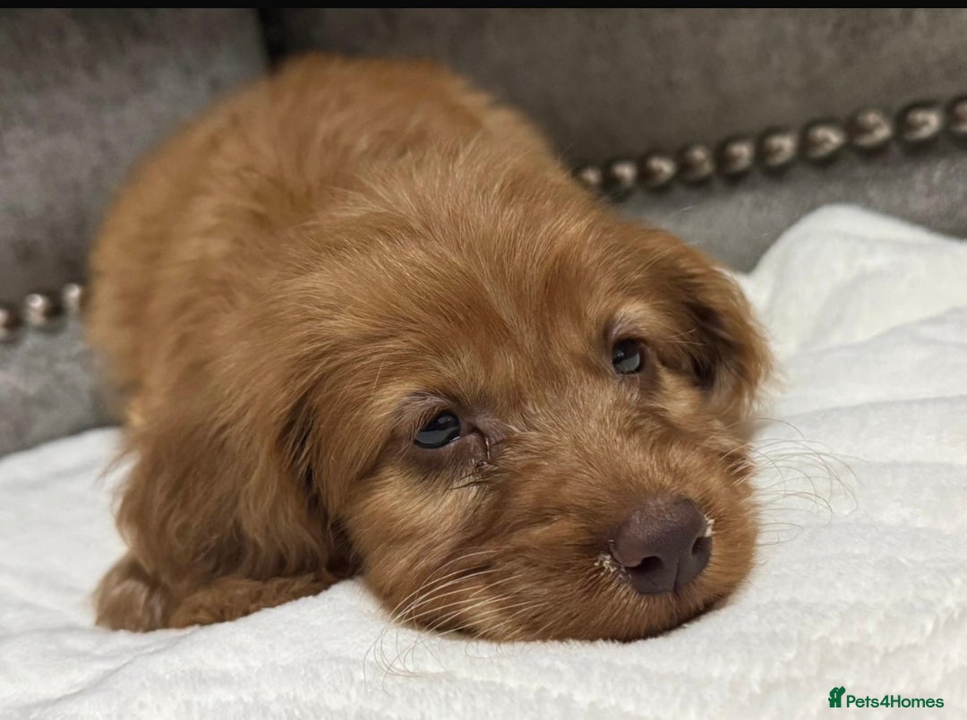 Cavapoo dogs for sale: 2 boys left looking for there forever homes - Image 3