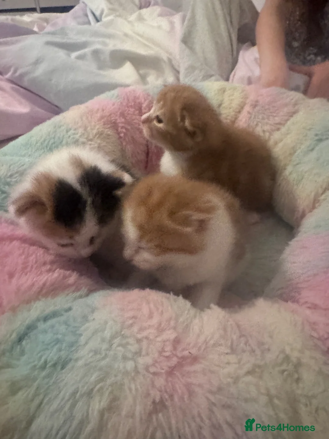 Mixed Breed cats for sale: 🧡Absolutely Adorable Long-Haired Ginger Tabby Boy in Waterlooville - Advert 9