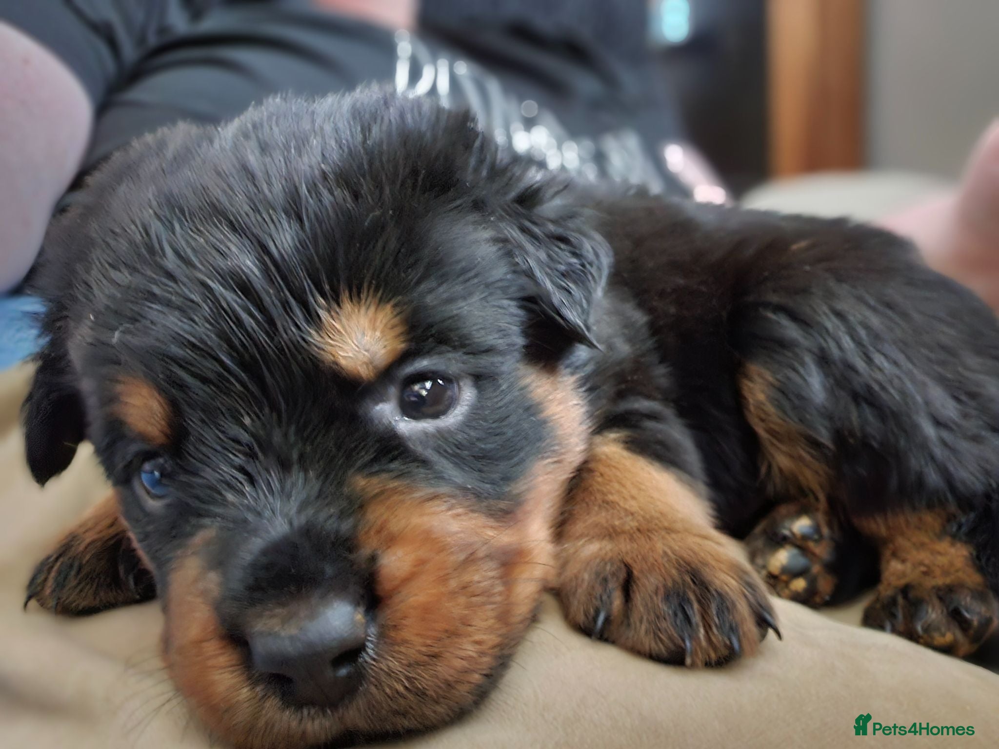 Rottweiler dogs Last male rottweiler pup need forever homes - Advert 1