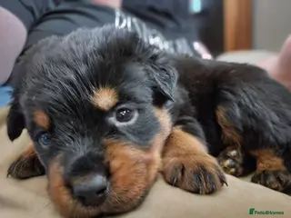 Rottweiler dogs for sale: 1 male 1 female rottweiler pup need forever homes - Advert 1