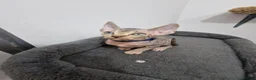 Sphynx cats for sale: Beautifull Tica sphynx kittens - Advert 37