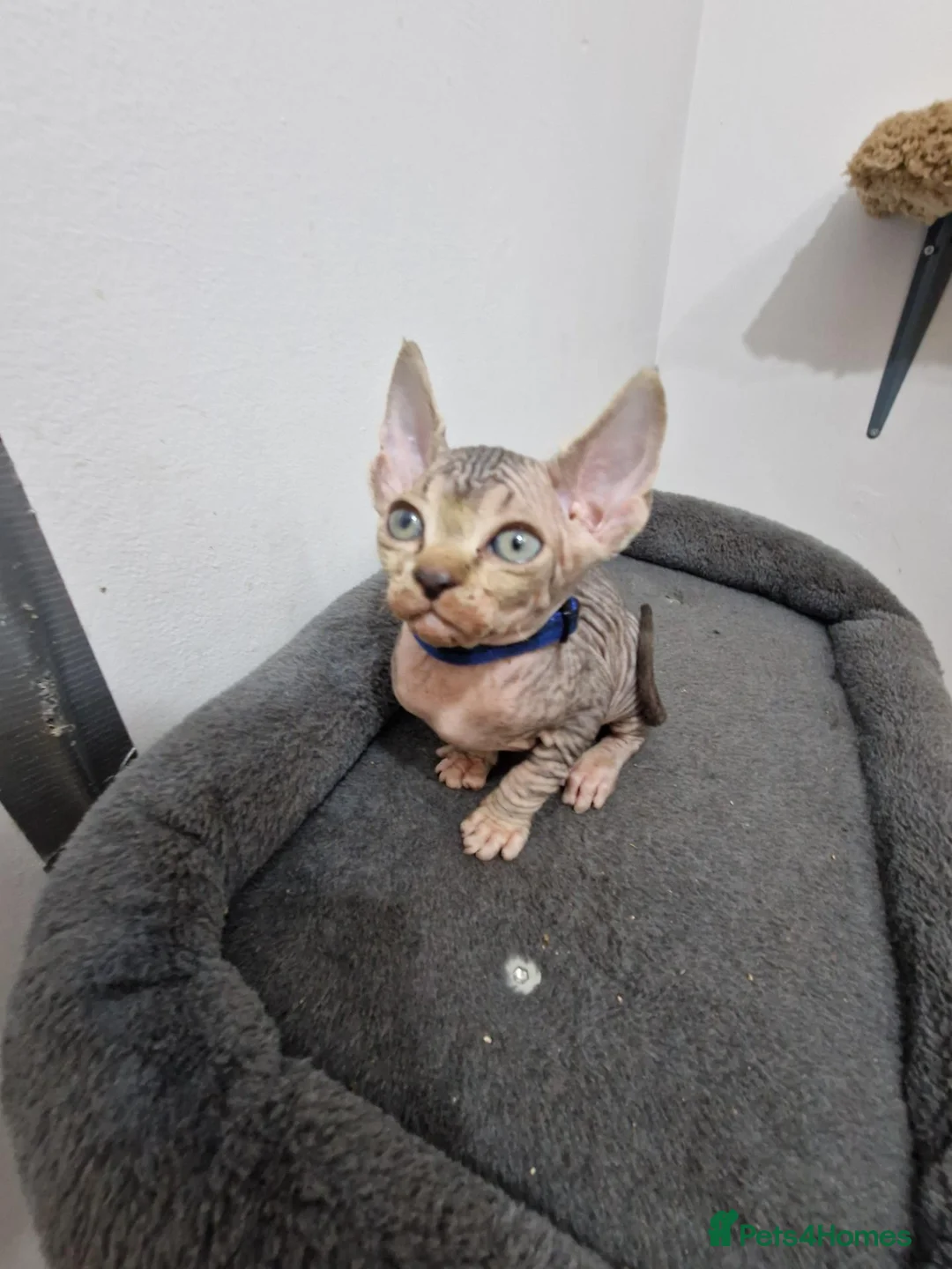 Sphynx cats for sale: Beautifull Tica sphynx kittens - Advert 37