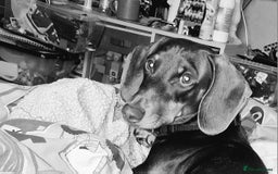 Dachshund dogs for sale: Experienced Dachshund owner only. - Image 1