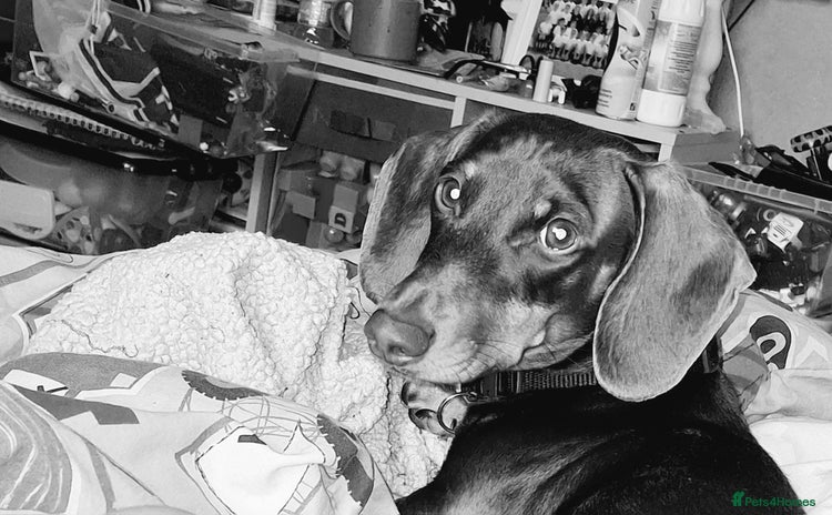 Dachshund dogs - Advert 1