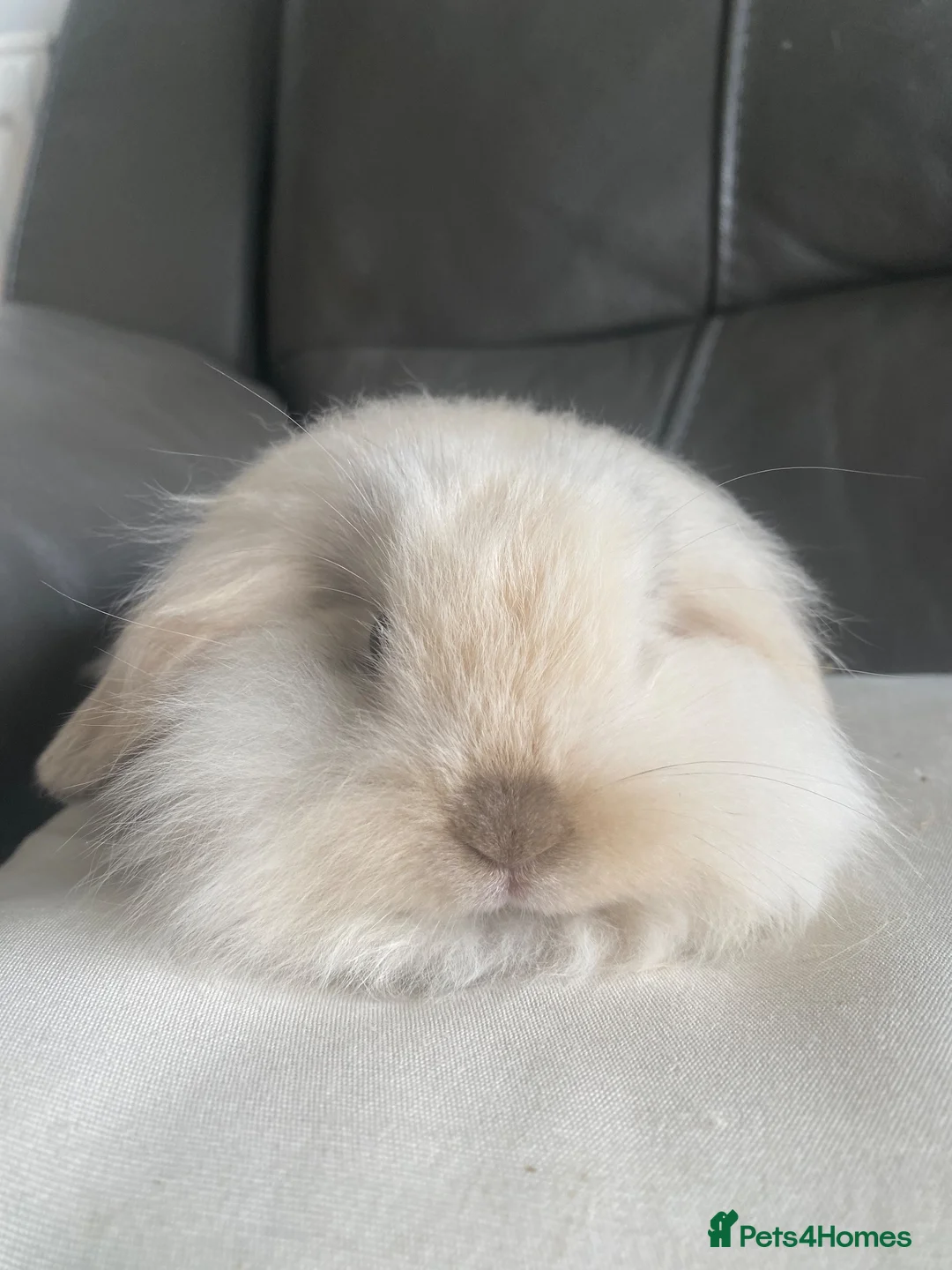 Mini Lop rabbits for sale: Mini lops including harlequins - Advert 10