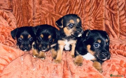 Jack Russell dogs for sale: Jack Russell Puppies  - Image 1