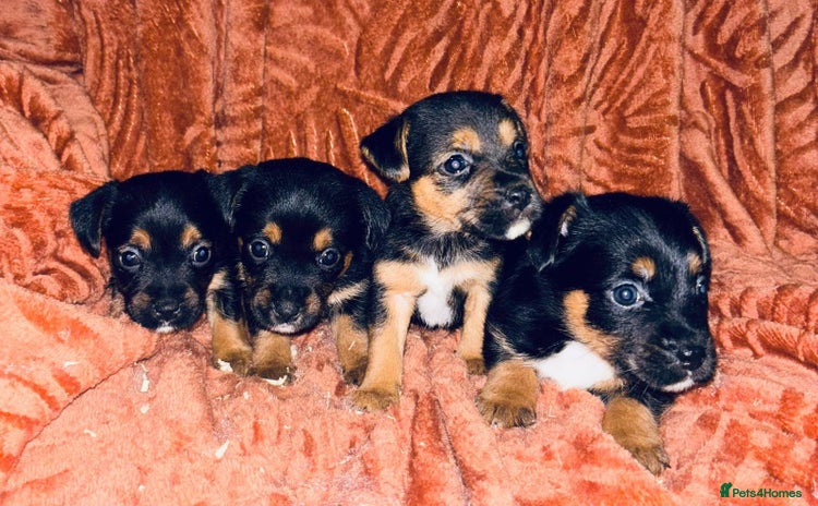 Jack Russell dogs - Advert 1